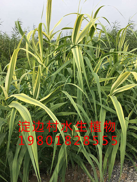 花葉蘆竹