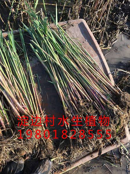 蘆葦 