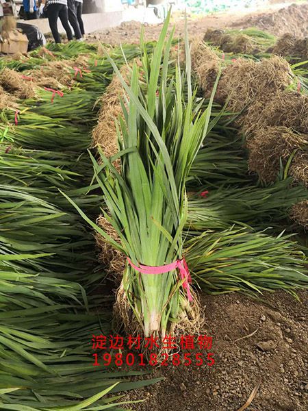 黃菖蒲 